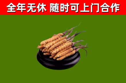 虹口烟酒回收冬虫夏草.jpg